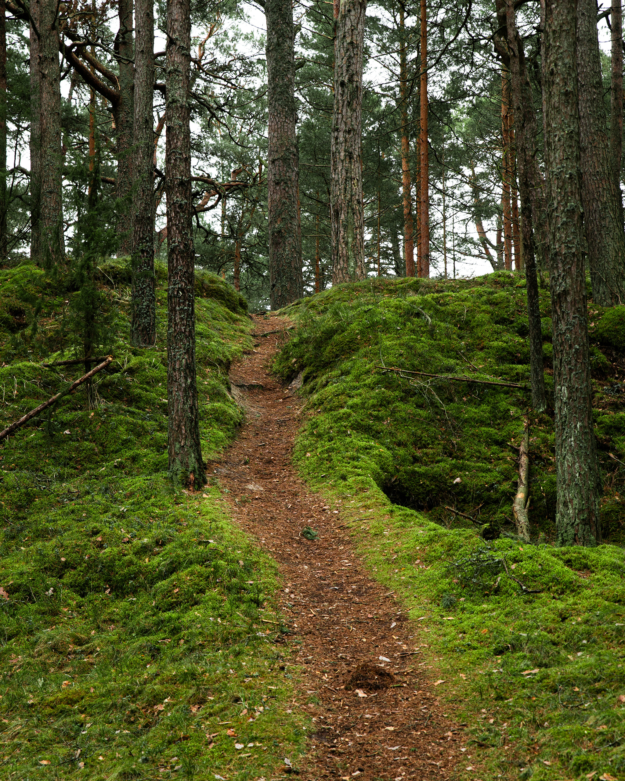 Schmaler Wander- und Pilgerpfad durch moosbewachsenen Wald in Norwegen, typisch für den Olavsweg.
