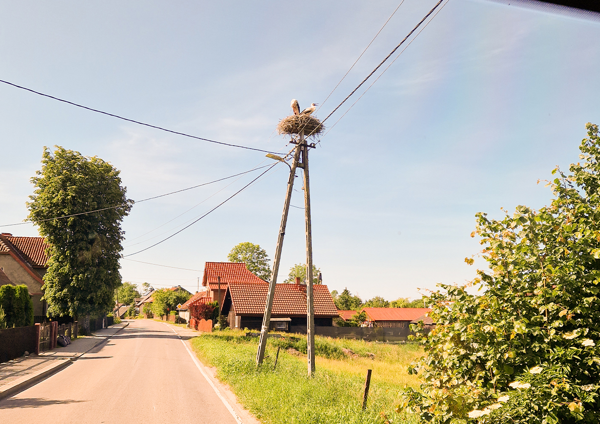 Storchennest auf einem hölzernen Strommast an einer ruhigen Dorfstraße mit traditionellen Häusern in Polen.