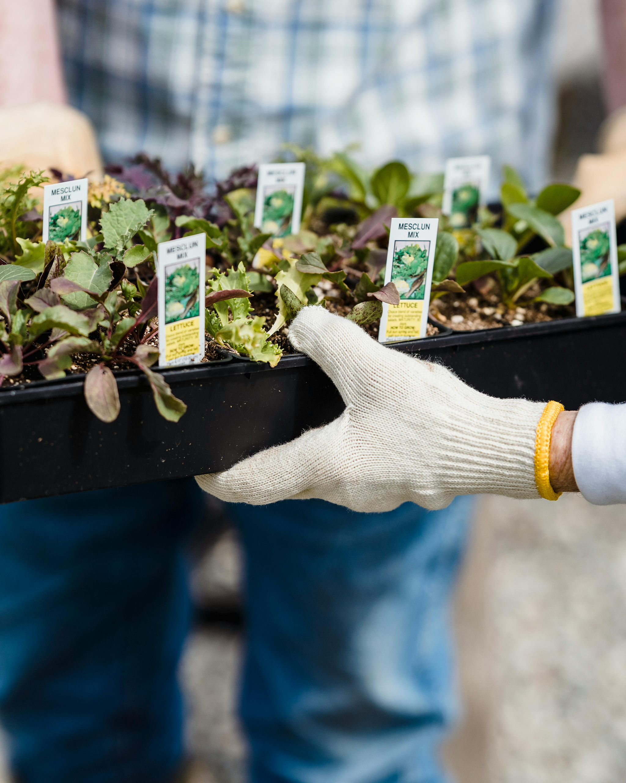 Hände mit Gartenhandschuhen halten eine Saatschale mit jungen Salatpflanzen und Mesclun-Mix in kleinen Anzuchttöpfen auf einem Saatgutmarkt.