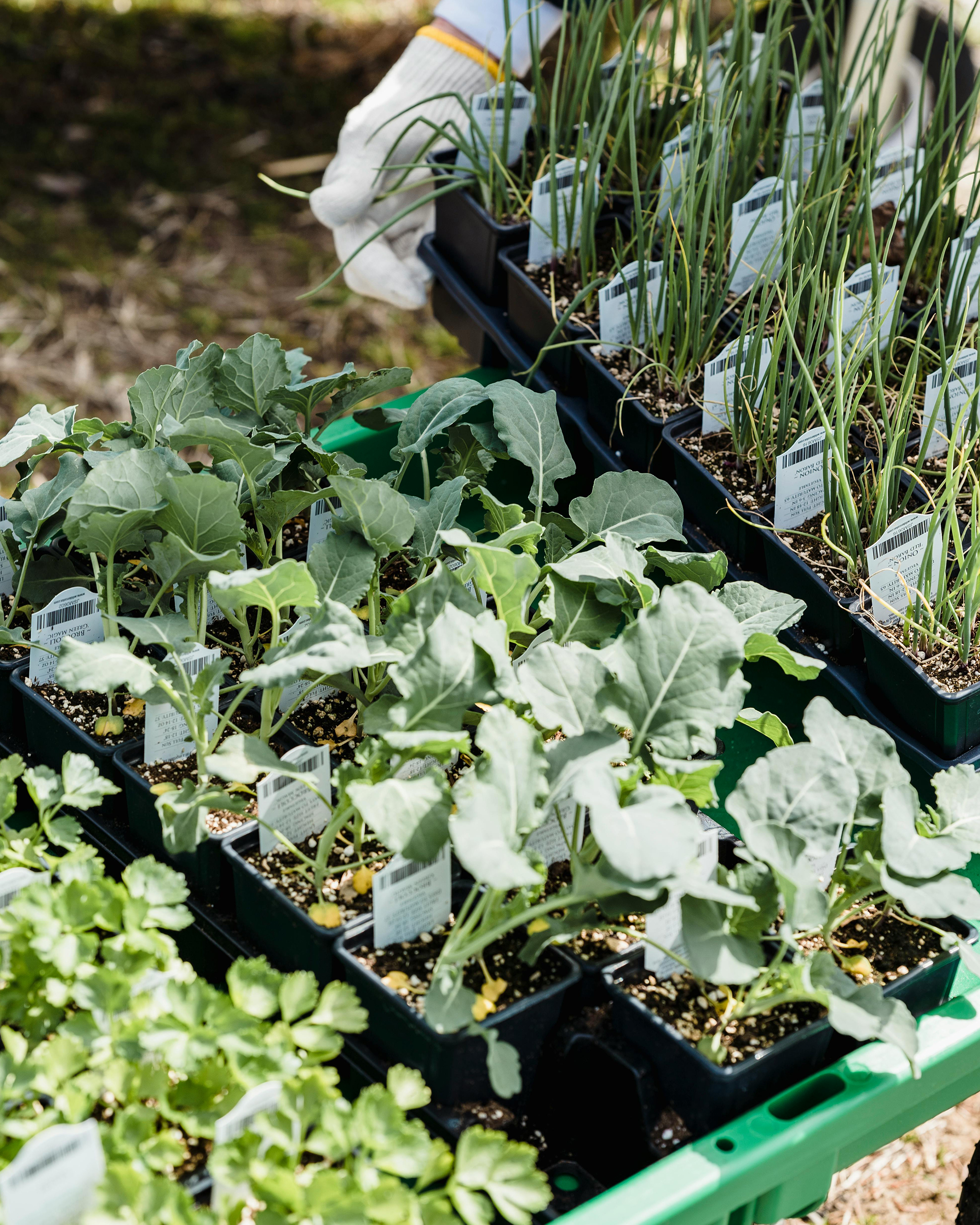 Verschiedene Gemüsejungpflanzen und Kräuter in schwarzen Pflanztöpfen, bereit zum Einpflanzen auf einem Saatgut- oder Gartenmarkt.