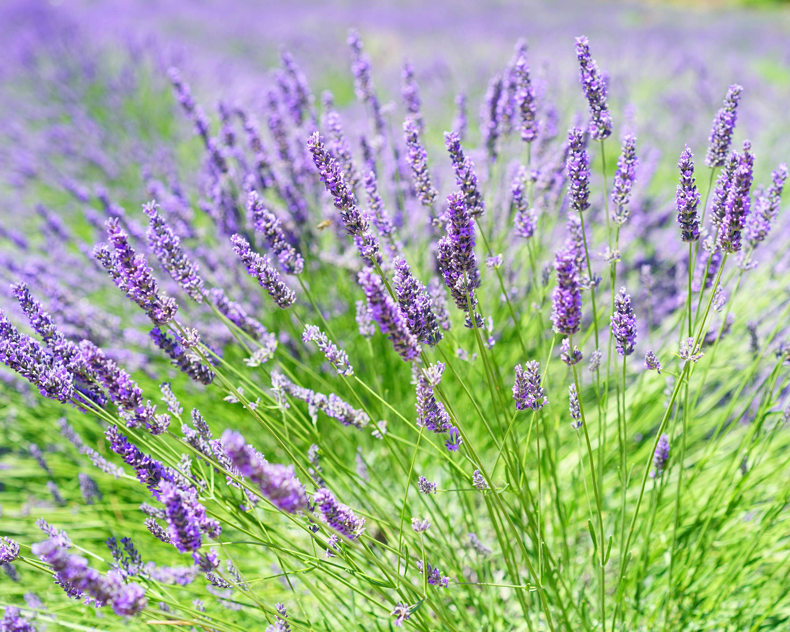 Blühender Lavendel mit violetten Blüten in einem sommerlichen Feld, aufgenommen bei natürlichem Licht.