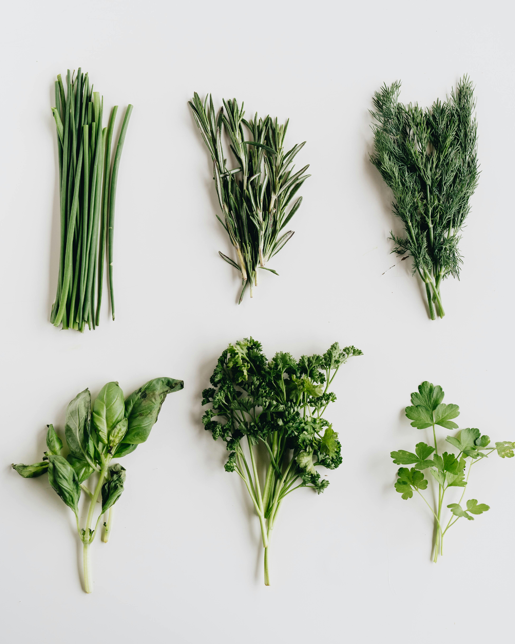 Verschiedene frische Kräuter wie Schnittlauch, Rosmarin, Dill, Basilikum, Petersilie und Koriander übersichtlich auf hellem Hintergrund angeordnet.