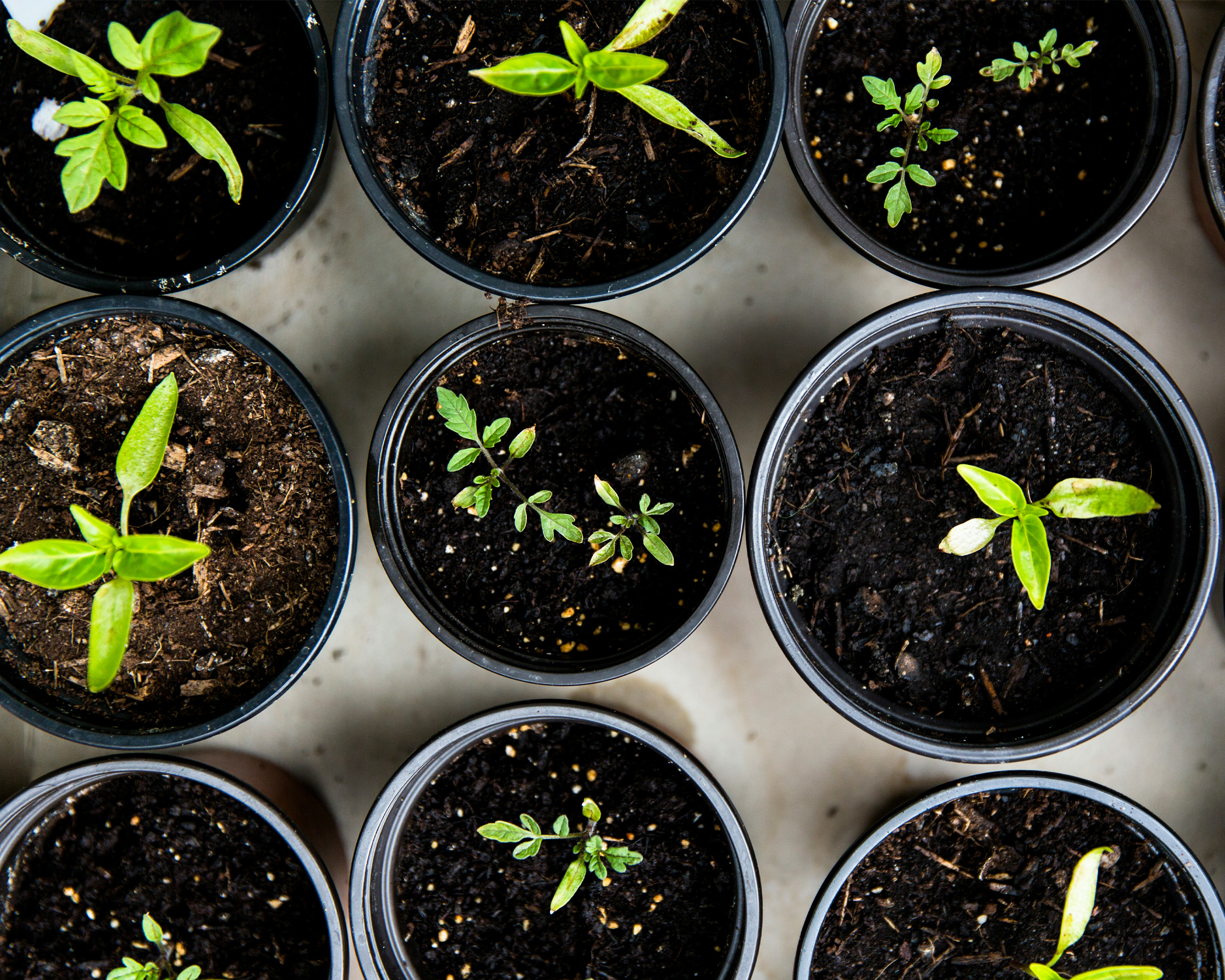 Kleine Keimlinge und junge Pflanzen wachsen in einzelnen Pflanztöpfen mit dunkler Erde, Ansicht von oben.