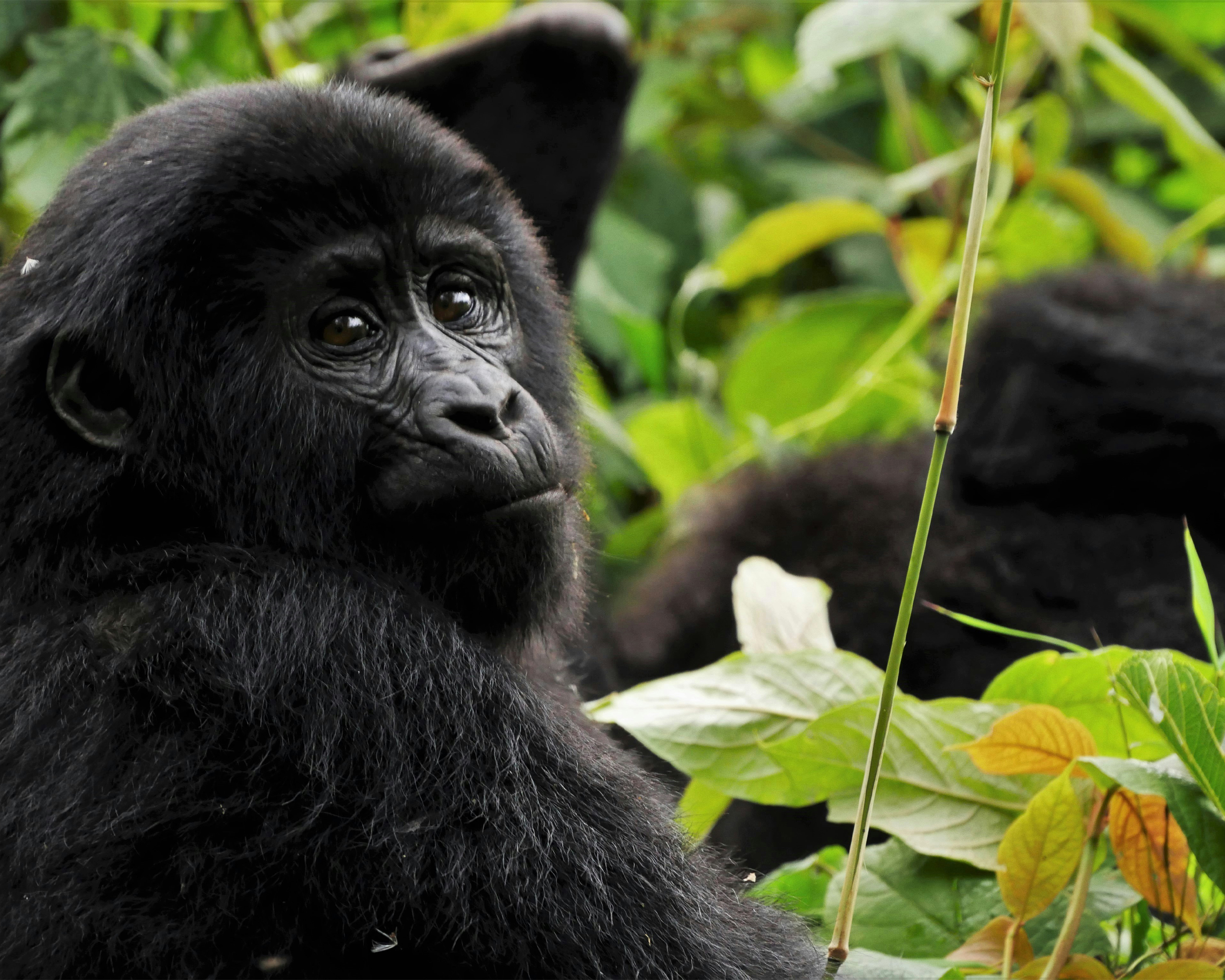 Junger Gorilla sitzt im dichten Regenwald Ugandas und blickt neugierig zwischen grünen Pflanzen hervor.