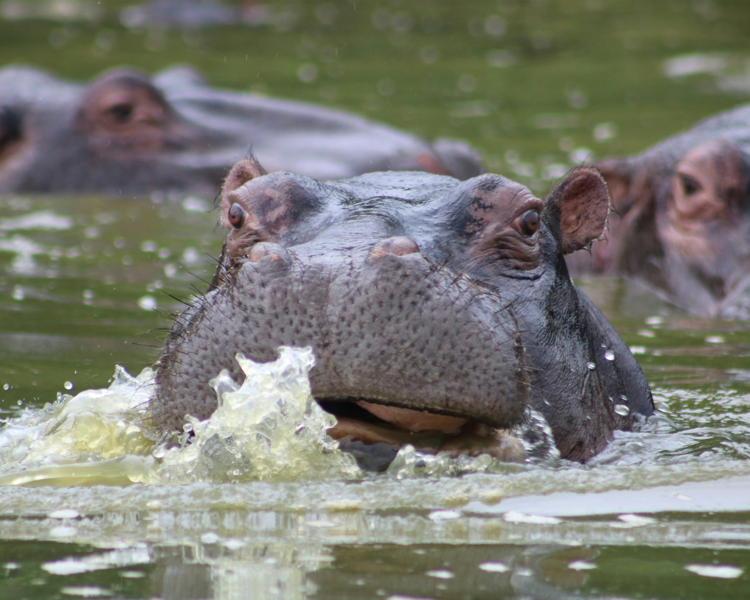 Nilpferd taucht im grünen Wasser eines Flusses in Uganda auf, mit spritzendem Wasser im Vordergrund und weiteren Nilpferden im Hintergrund.