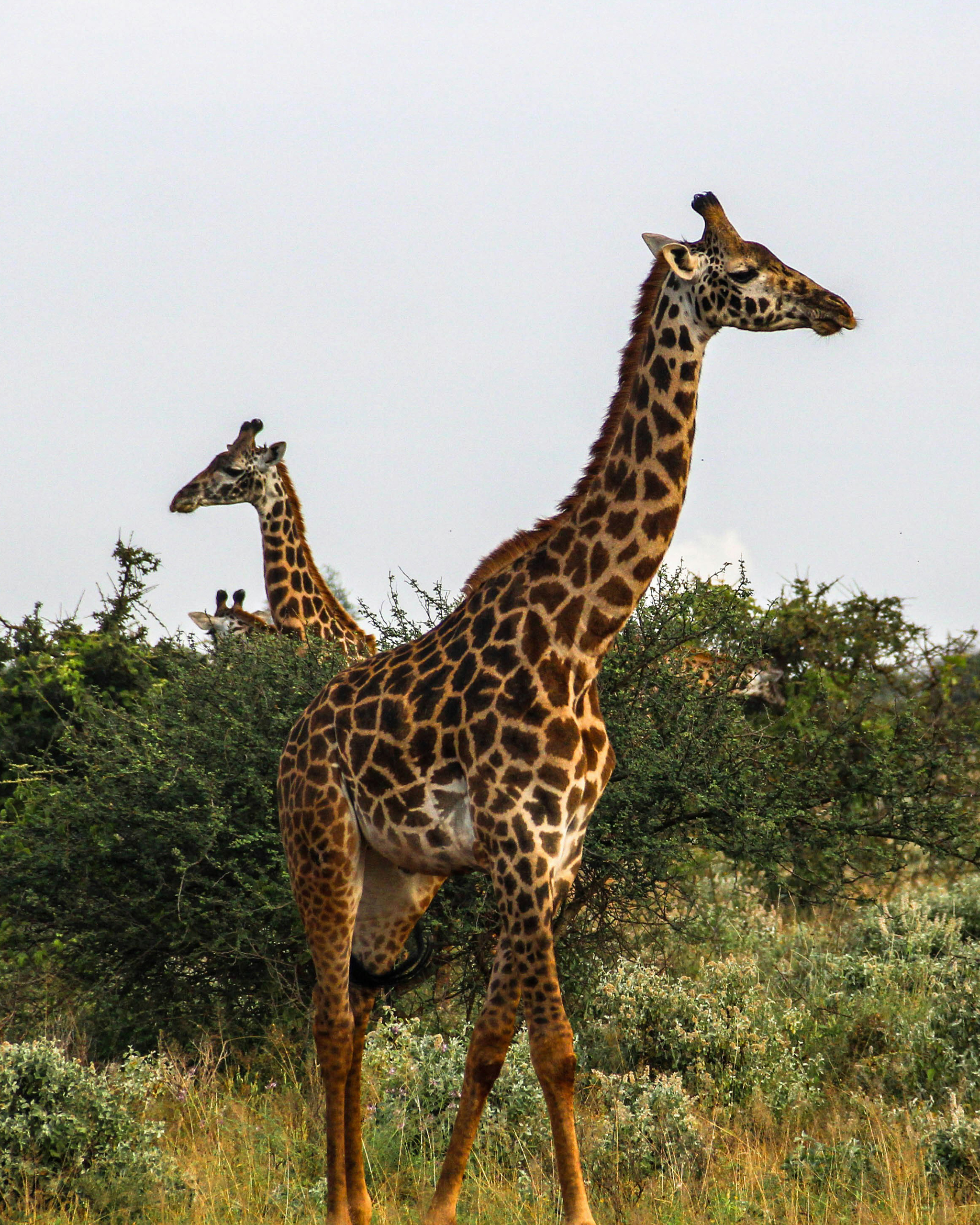 Giraffenfamilie in der afrikanischen Savanne Ugandas, zwischen Büschen und Akazien, mit Blick über die weite Graslandschaft.