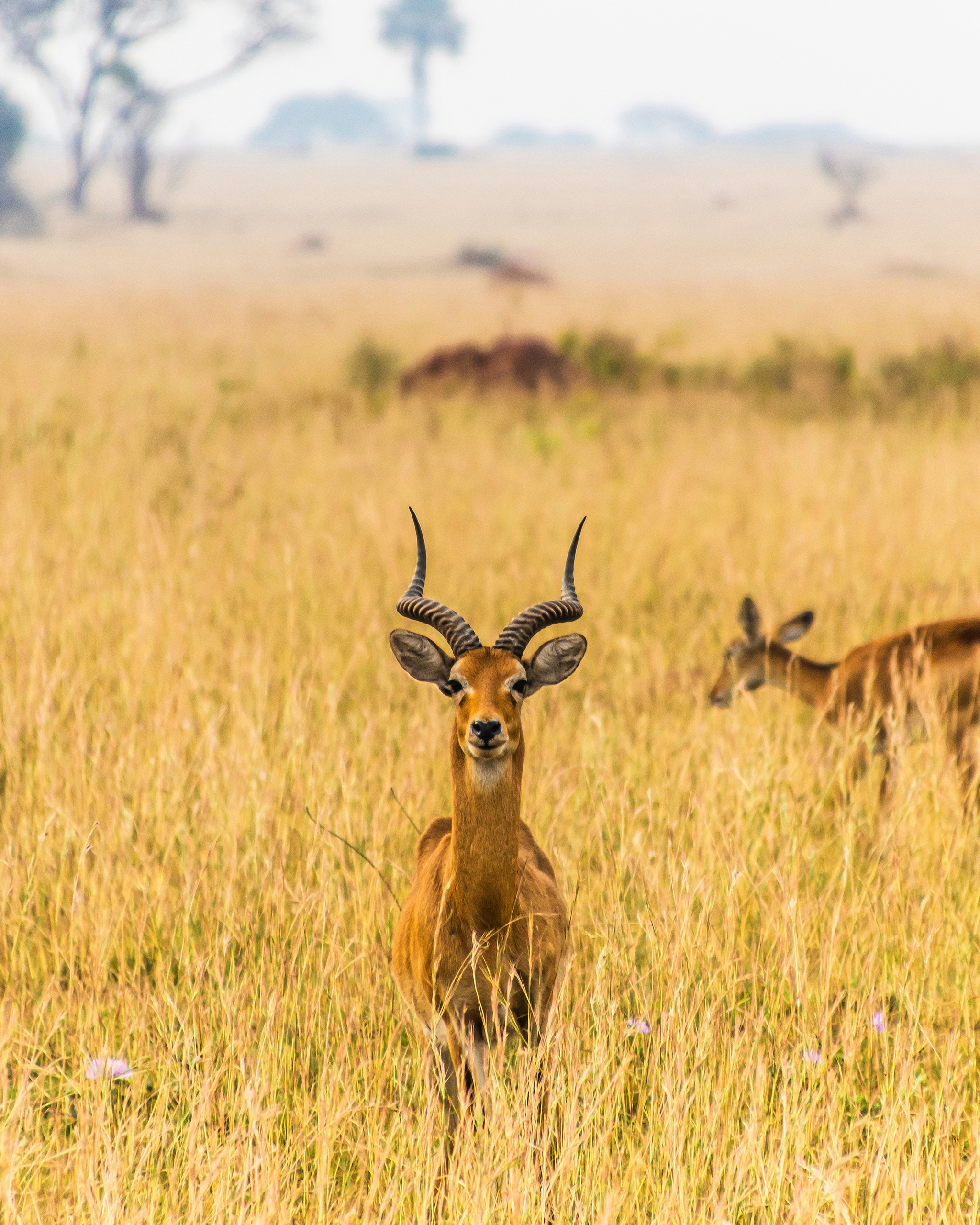 Antilope mit geschwungenen Hörnern steht aufmerksam im hohen Gras der ugandischen Savanne, weitere Tiere im Hintergrund.
