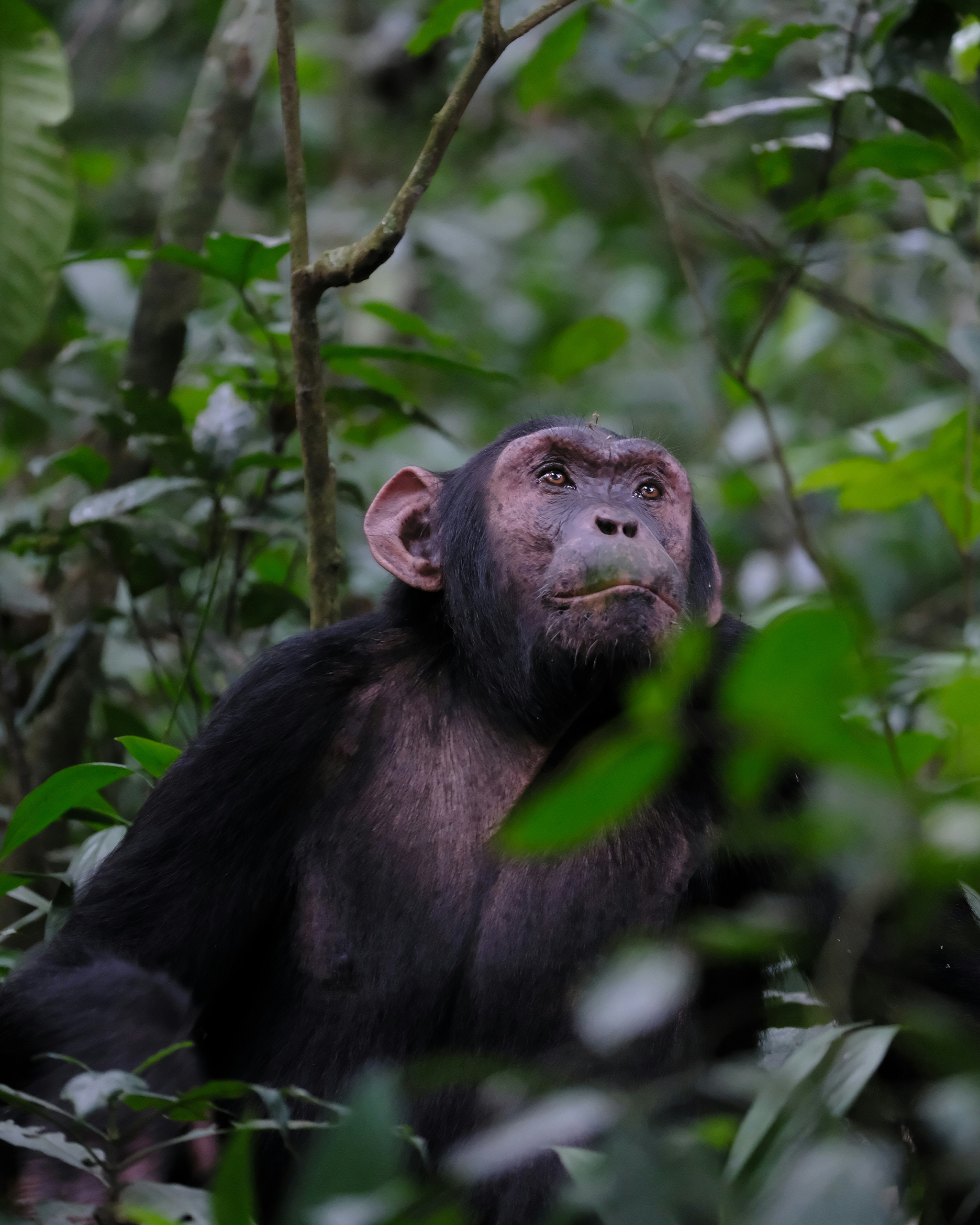 Schimpanse sitzt im dichten Regenwald Ugandas und blickt aufmerksam durch das grüne Blätterdach.