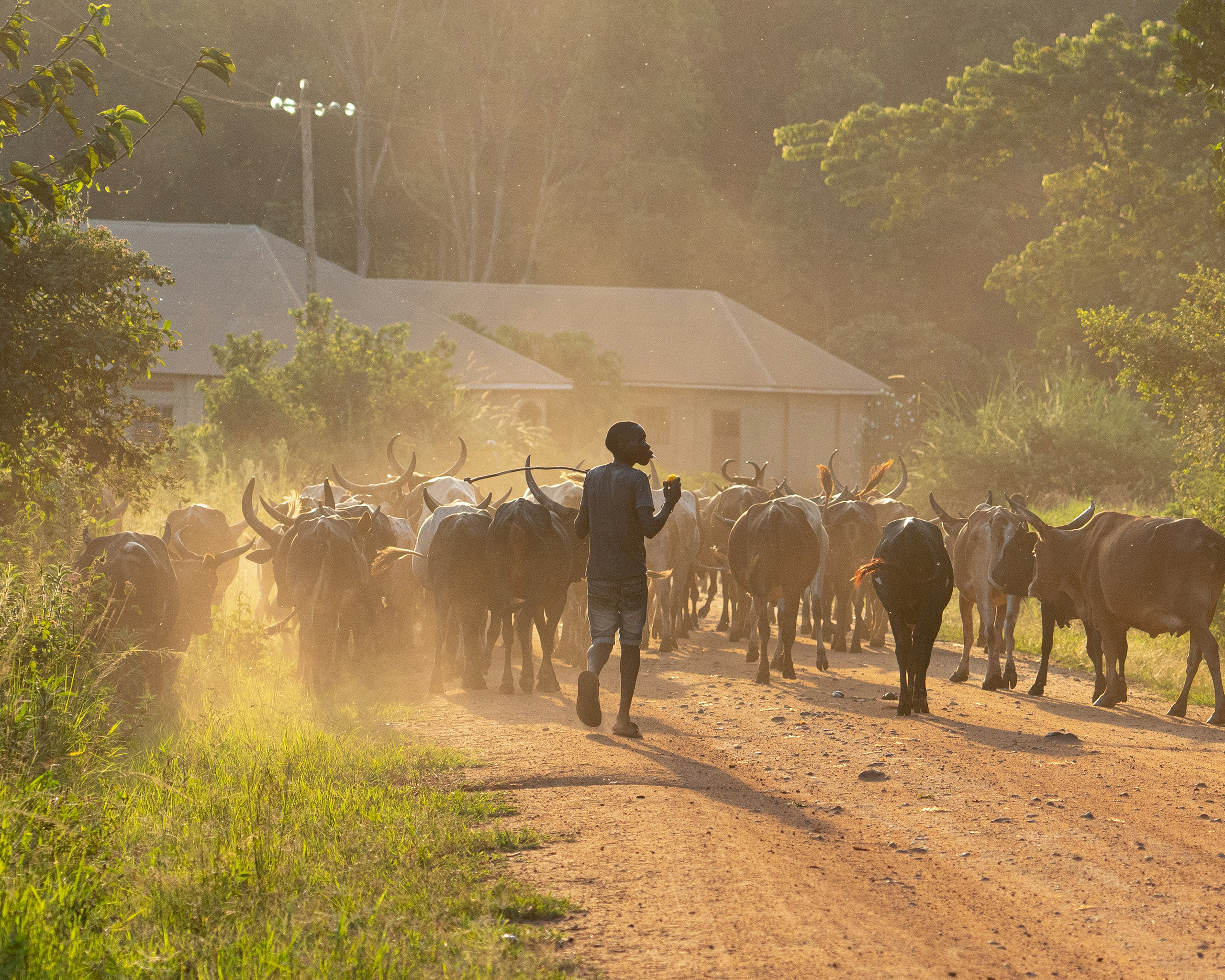 Hirte treibt eine große Rinderherde bei goldenem Abendlicht über eine staubige Straße in Uganda.