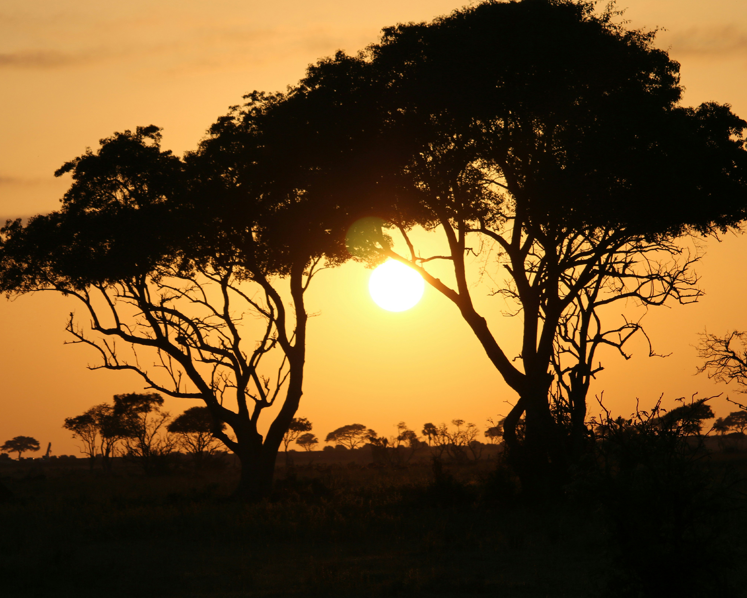 Afrikanische Savannenlandschaft bei Sonnenuntergang, mit silhouettierten Bäumen und tief stehender Sonne.