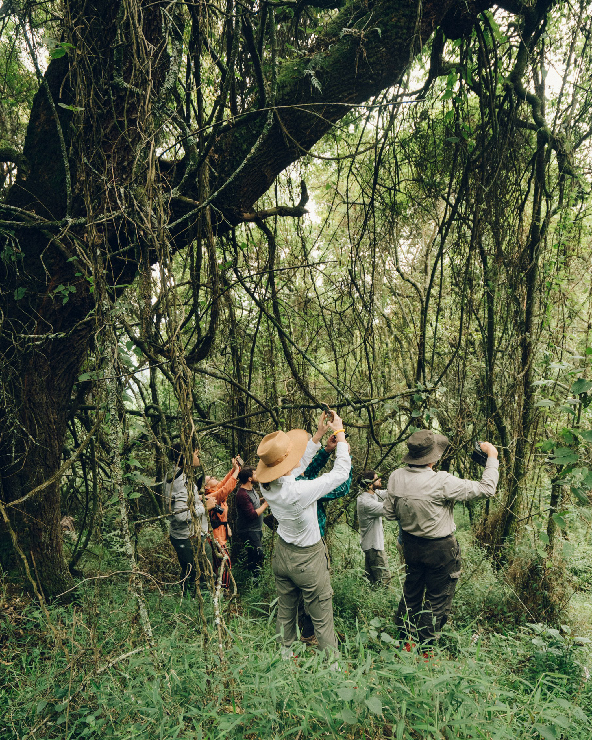 Reisegruppe beim Gorilla-Trekking im Bwindi-Regenwald, umgeben von dichtem Dschungel und Lianen.