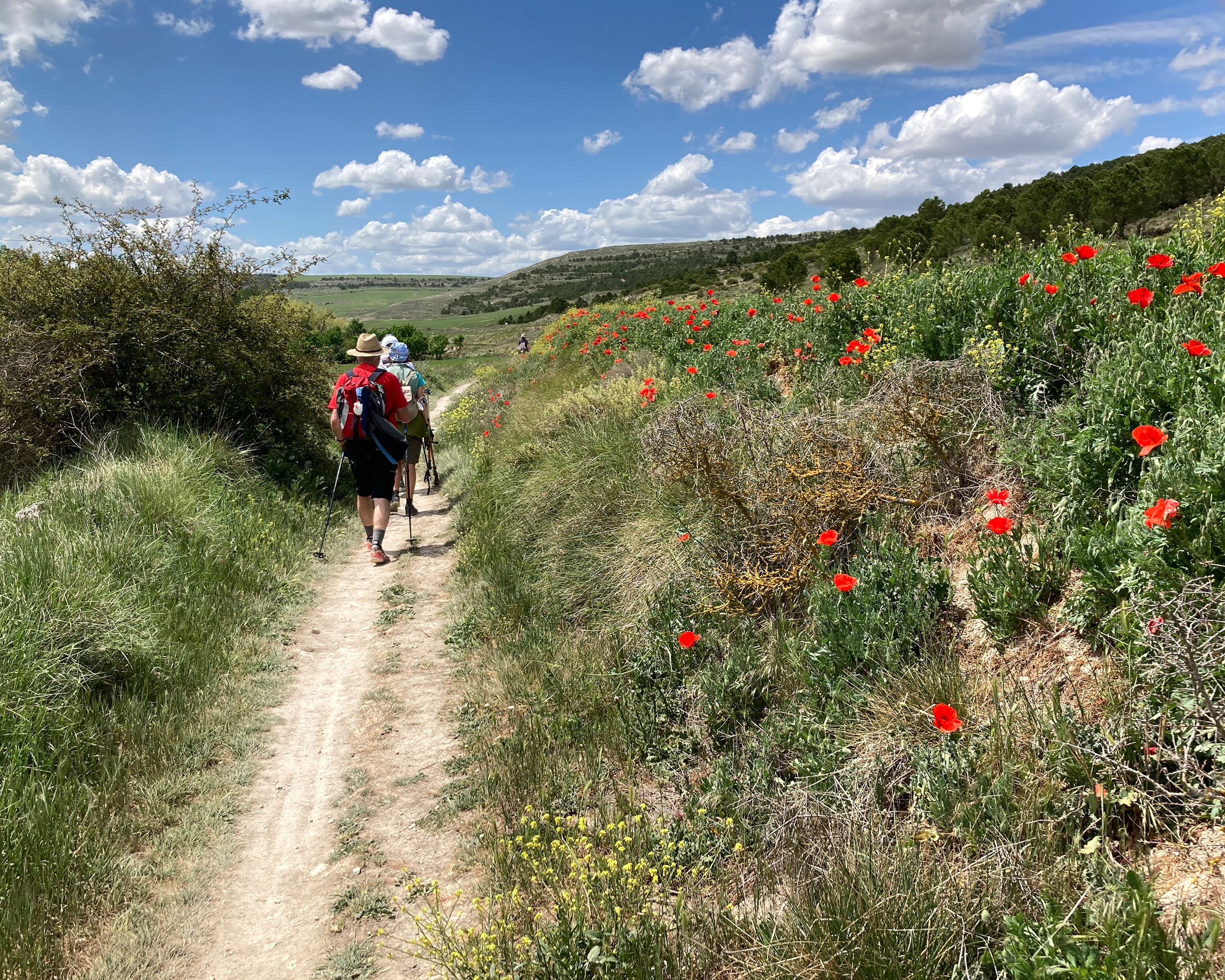 Pilger wandern auf einem schmalen Naturpfad durch hügelige Landschaft mit roten Mohnblumen und weitem Himmel entlang des Camino Francés in Spanien.