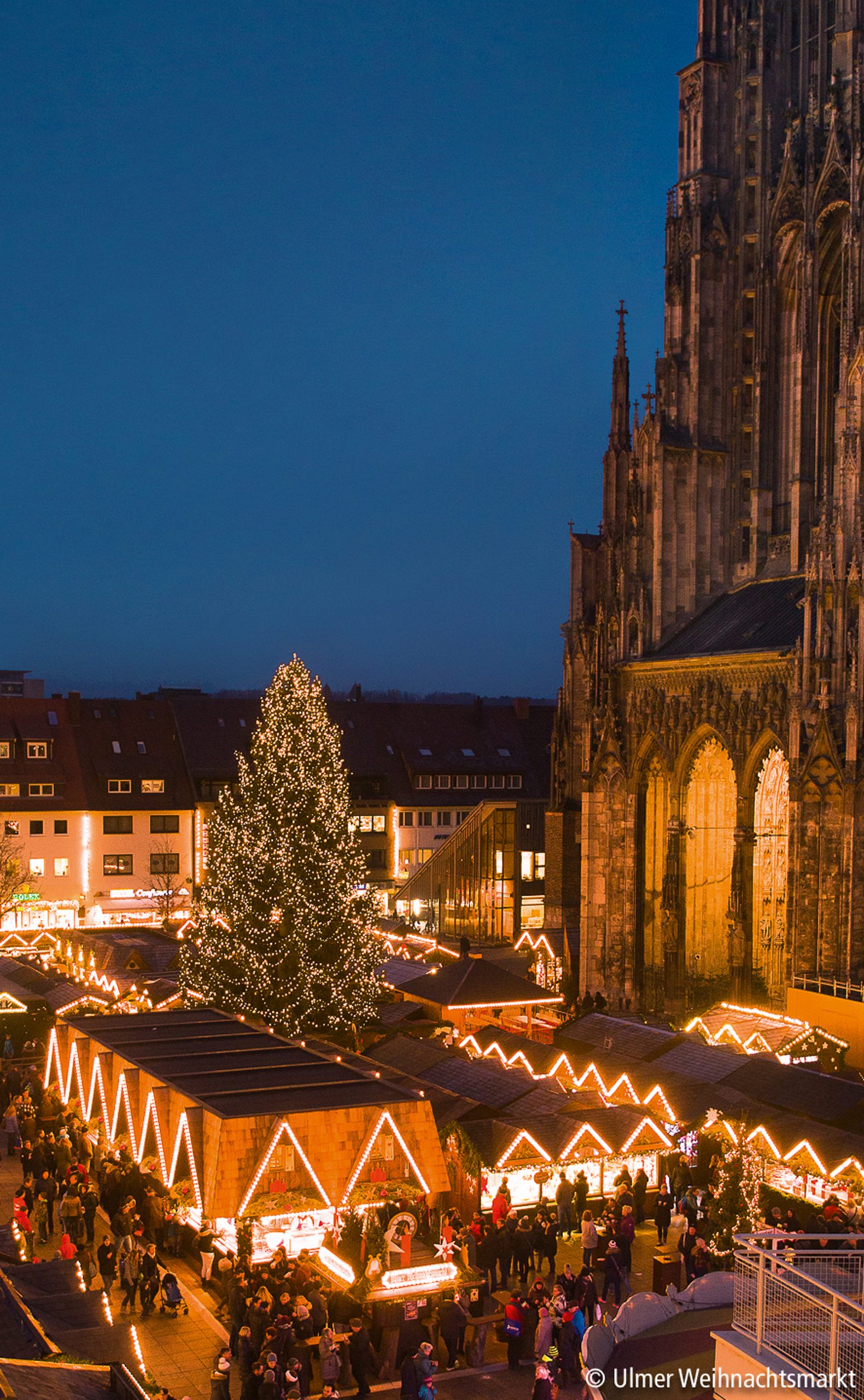 Majestätischer Weihnachtsbaum mit Lichterketten vor dem Ulmer Münster – Herzstück des Ulmer Weihnachtsmarkts