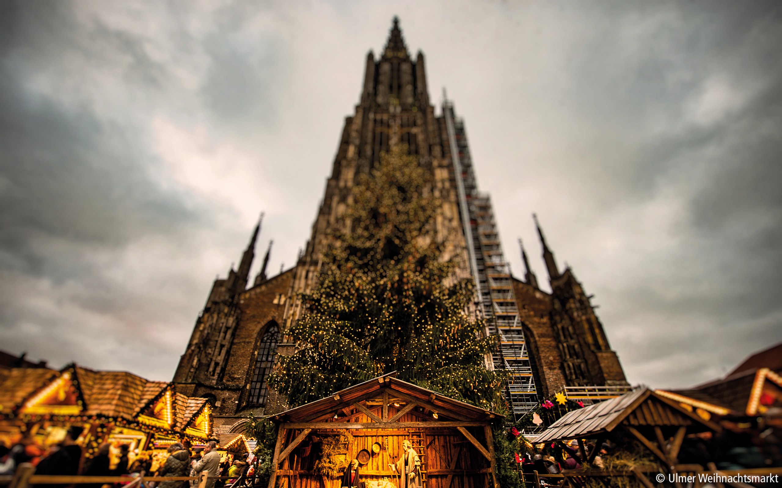 Traditionelle Weihnachtskrippe mit Tannenbaum vor dem Ulmer Münster – besinnlicher Moment auf dem Weihnachtsmarkt