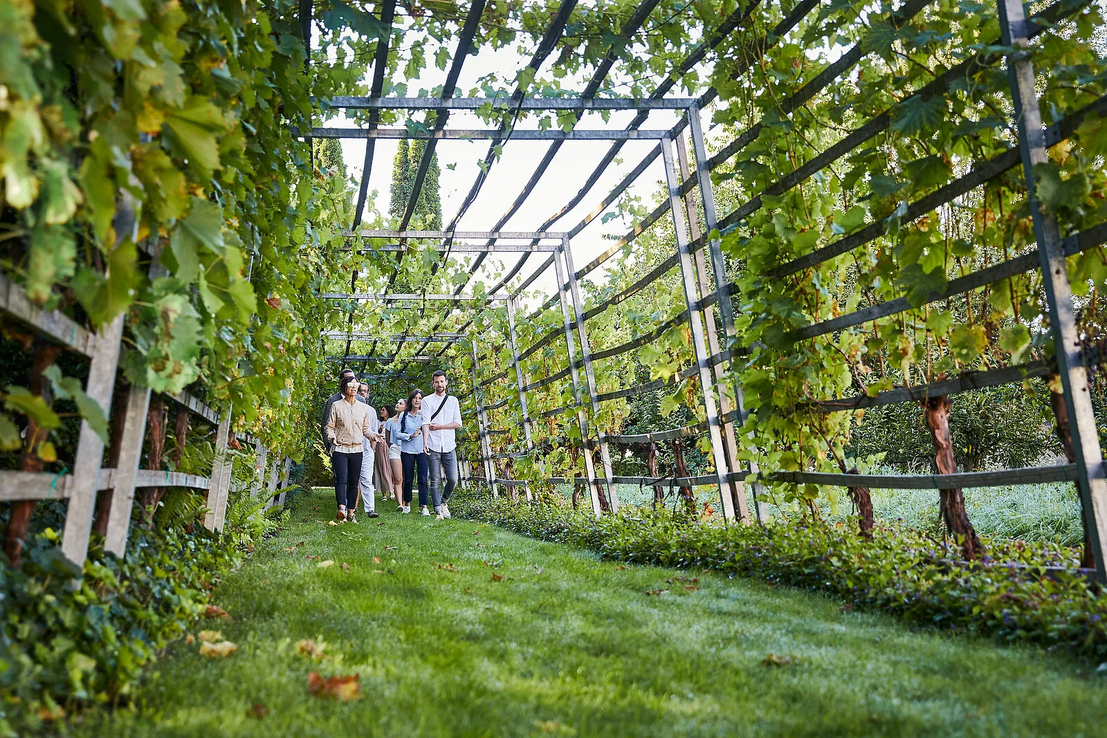 Gruppe bei einer Führung durch einen begrünten Weinberg in Südtirol
