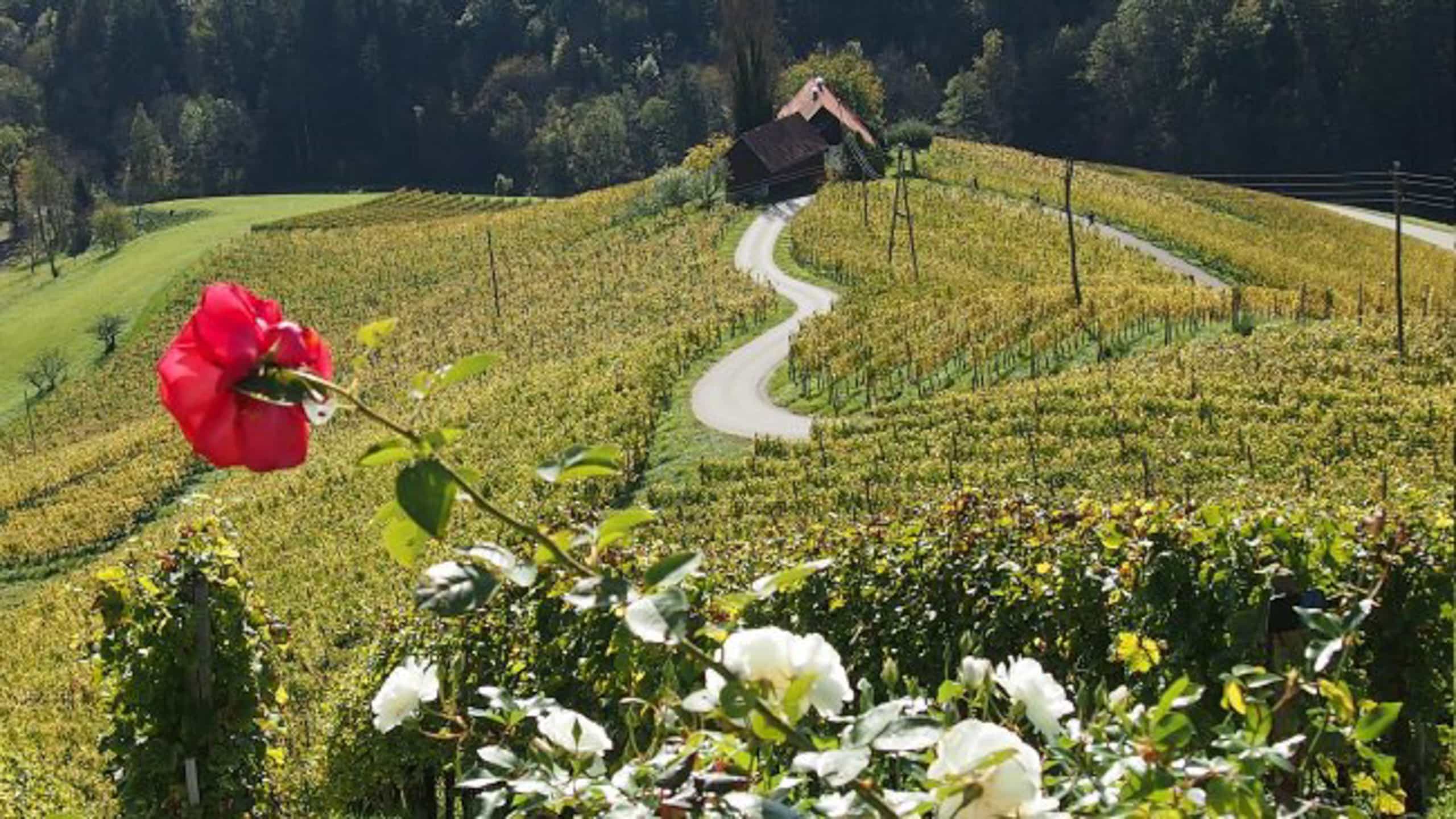 Sutterlüty Fahrt
