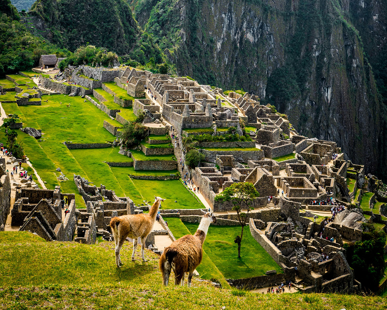 Zwei Lamas vor den historischen Inka-Ruinen von Machu Picchu in Peru, umgeben von grünen Terrassen und steilen Bergen.